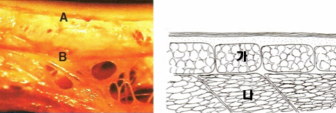 fig01c_copy.jpg fig01c_copy.jpg