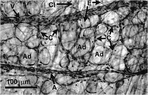 fat_tissue.jpg fat_tissue.jpg