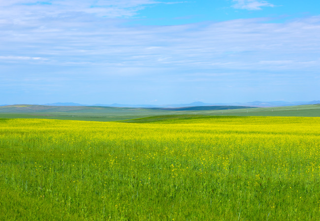 초원의 빛 윌리엄워즈워스시인 외국시 명시.jpg