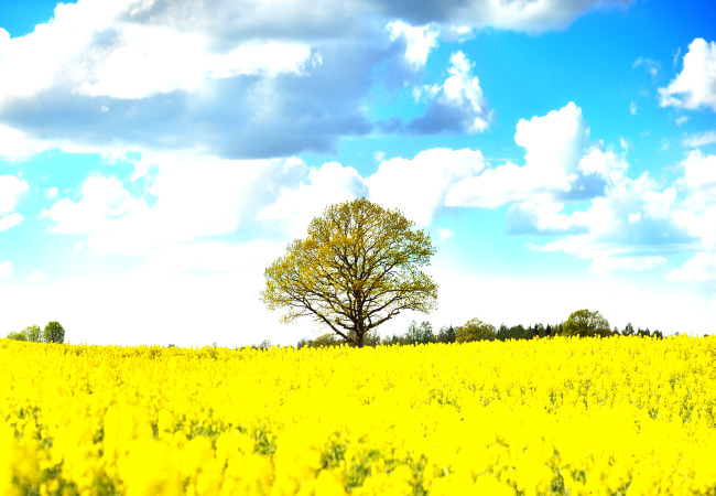 도종환 시 꽃잎 인연.jpg