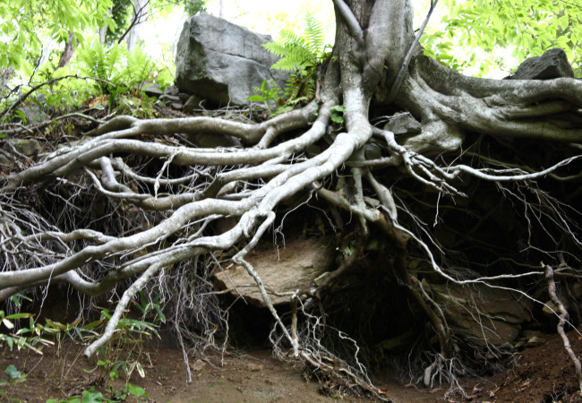 나희덕 뿌리에게 나희덕시 .jpg