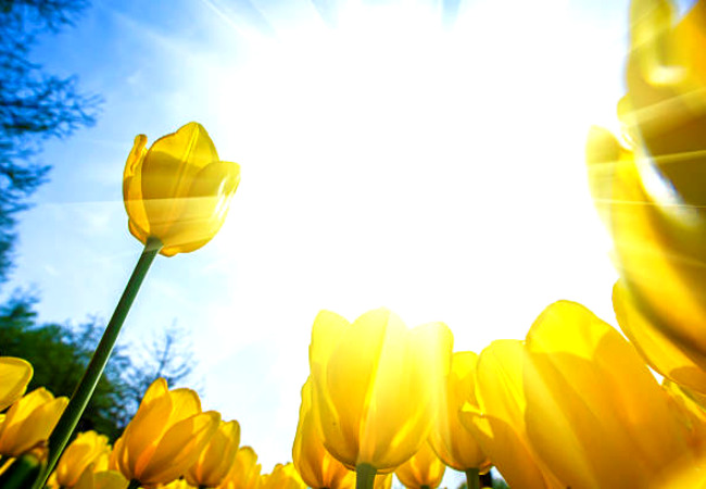 혼자사랑 도종환 도종환시인 애송시 아름다운시 사랑시 좋은시 슬픈시 꽃말.jpg